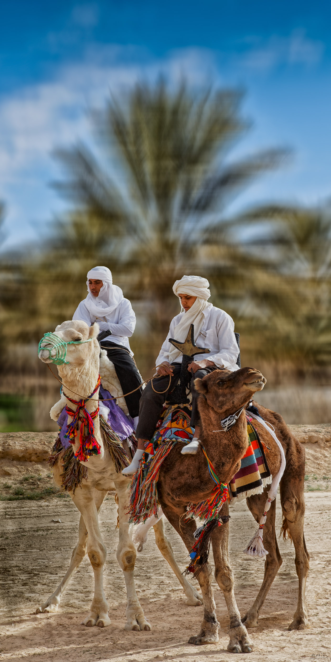 Dancing - panoramic wall art featuring Panoramic artwork of two desert riders moving through a bright landscape beneath tall palms